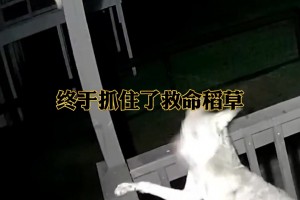 丹索再谈罗马：没通过体检让我很伤心，也许转会告吹还有别的原因