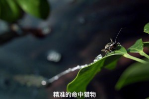 萨里：丰塞卡是个优秀教练 不想谈米兰帅位问题要保持尊重